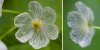 transparent-skeleton-flowers-in-rain-diphylleia-grayi-22.jpg