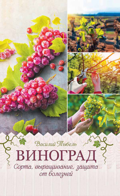 65292732-vasiliy-tybel-vinograd-sorta-vyraschivanie-zaschita-ot-bolezney.jpg