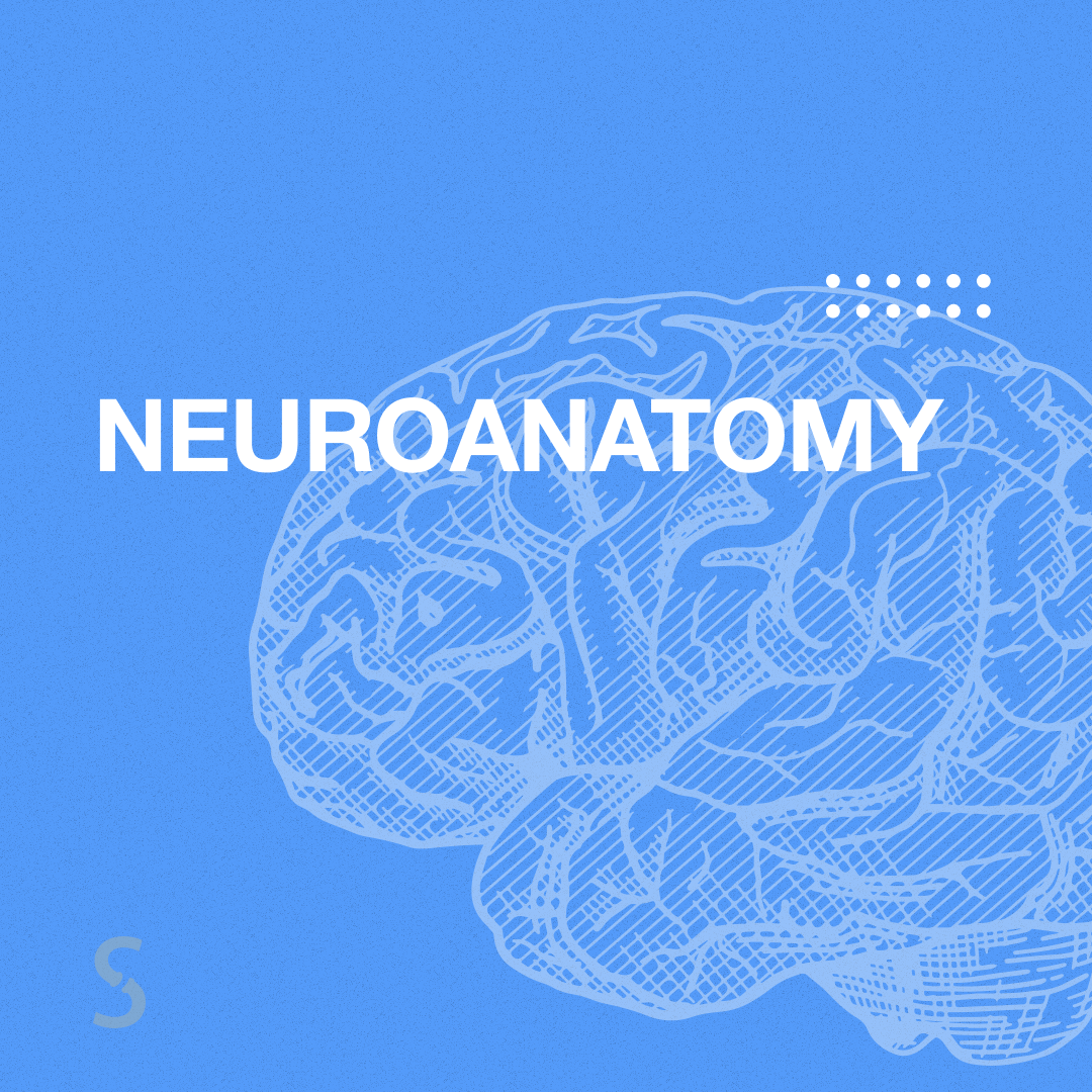 icon_neuroanatomy-min.png