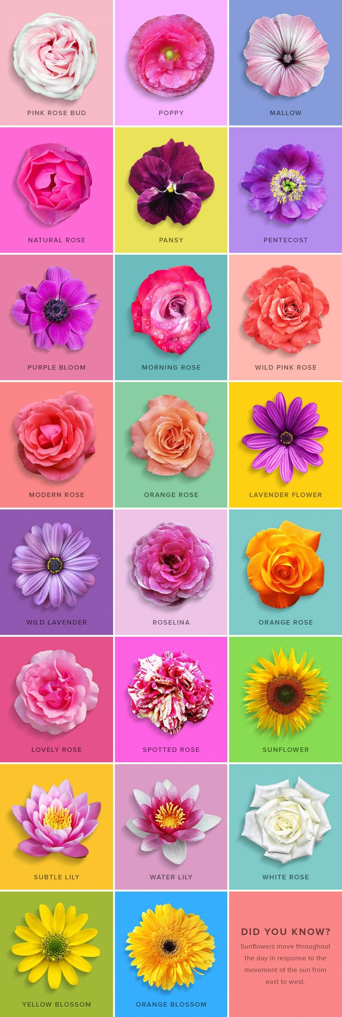 clipped-flower-graphics-.jpg